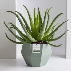 Aloe Vera Plant